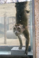 Test d'un macaque crabier sous l'eau