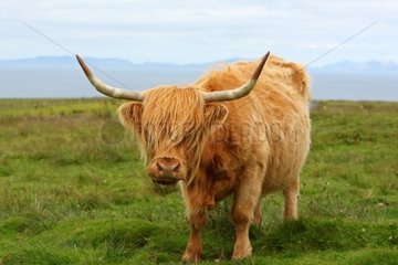 Portrait of a Highland cow Scotland