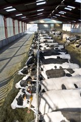 Overview of a stall of Holstein Cows France