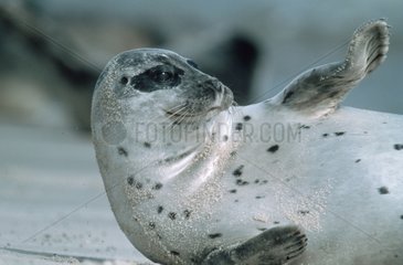Siegel Seal Norddeutschland