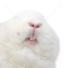 Close up of a White Rabbit Vienna