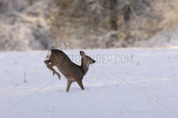 Hind Roe-deer jumping in snow Vosges France
