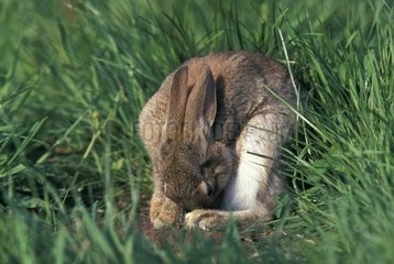 European Rabbit eating its pellets Picardie France