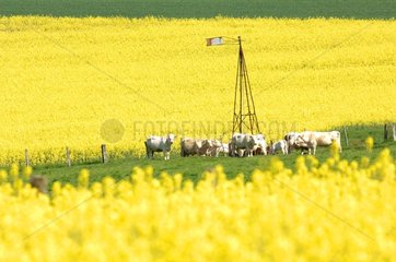 Herd of cows in a meadow Charolaises France