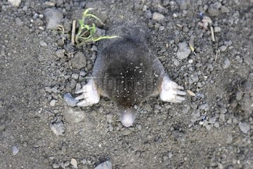 European mole
