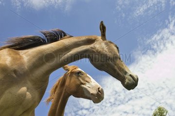 Brutstuten in Pature feiern Pferd Frankreich