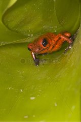 Roter Frosch in San José Costa Rica