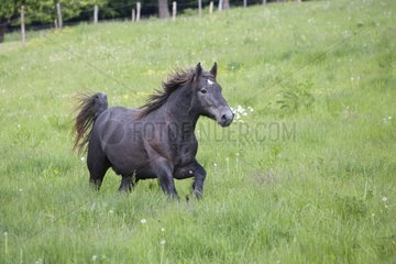 Gallop of a Percheron drought in a meadow Bouxwiller France