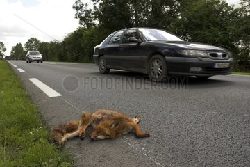 Dead Red fox at the road side Calvados France