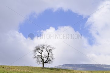 Baum und Regen von Marsh Savoie