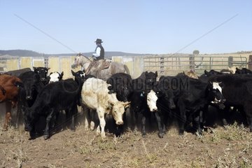 Cow-boy with horse directing a herd of cows Oregon the USA