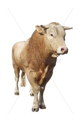 A Limousin bull