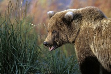 Grizzli mâchonnant de l'herbe Alaska USA