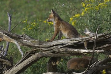 Young Red Fox sitting on a woodpile France
