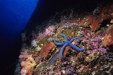 Blue Linckia Sea Star auf einer Insel Coral Reef Sulawesi