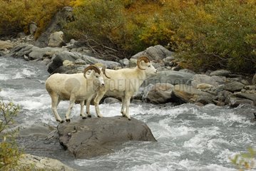 Two males Dall's Sheeps on a rock in a torrent Denali NP