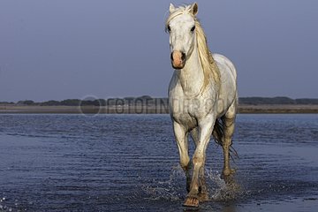 Camargue Horse  die in einem Sumpf von Camargue Frankreich trottet