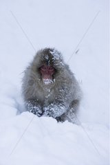 Japanische Makaken im Schneejapan