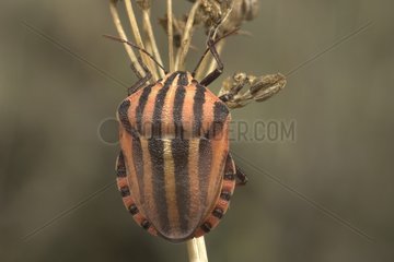 Shield Bug after emergence Saône et Loire France