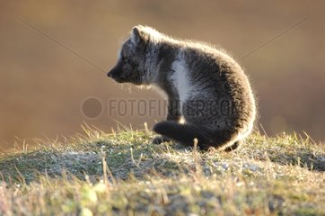 Arctic fox cub waiting for its mum on a mound Canada