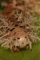 Head of a nocturnal Butterfly caterpillar in a breeding