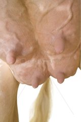 Close up of Dairy breed Cow's udders France