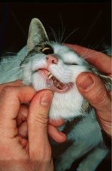 Katzenzähneprüfung