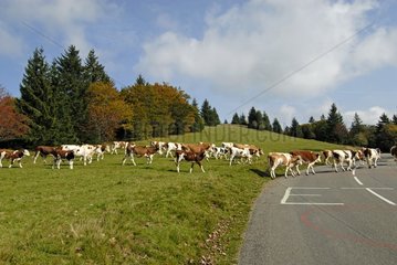 Montbeliarde-Kühe  die von hochdattigen Vosges ausgehen