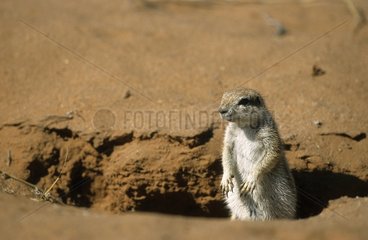 South African Ground Squirrel in Kgalagadi NP South africa