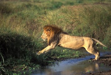 Lion traversant un cours d'eau Kenya
