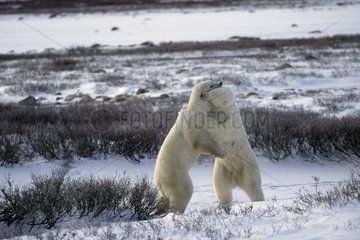 Confrontation of male Polar bears State of Manitoba Canada
