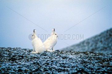 Couple de Lièvres arctiques lors des premières neiges
