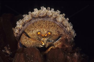 Sponge Crab with its typical hat of sponge for camouflage