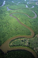 Mangrove Delta Mahakham Kalimantan Indonesia