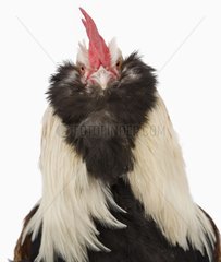 Cock Faverolles dark