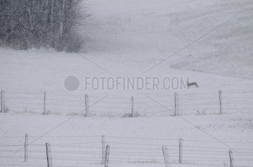 European Hare running in a snowy meadow Vosges France