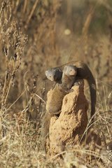 Dwarf mongooses on a termitary Masaï Mara Kenya