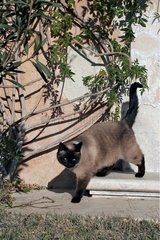 Siamese cat [AT]