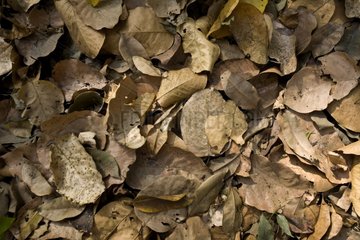 Blick auf einen toten Blätter Müll Uttar Pradesh India