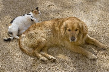 Hund und Katze ruhen zusammen Frankreich