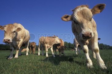Vaches et veaux dans un pré Picardie France