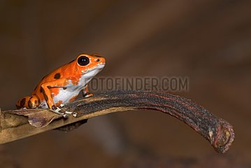 Strawberry poison dart frog on a dead leaf Panama