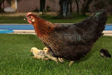 Hen and chicks passing in front of a swimming pool [AT]