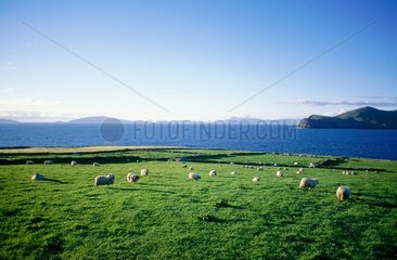 Valentia island  Kerry