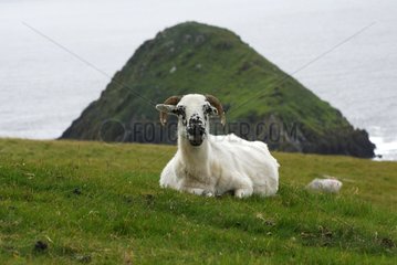 Ewes lying in the grass Dingle Peninsula Ireland