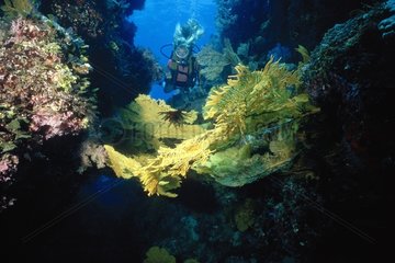 Diver in front of Sea fans Flinders reefs Australia