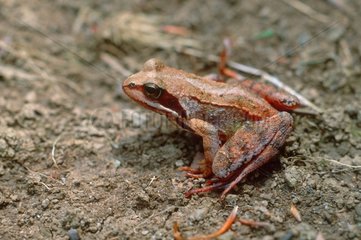 European frog