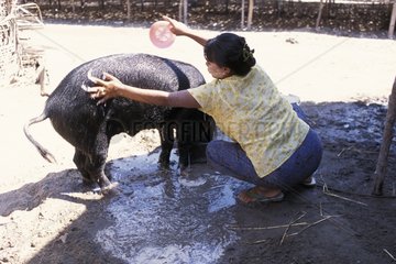 Frau wÃ¤scht eine schwarze WestkÃ¼ste von Burma ein schwarzes Schwein