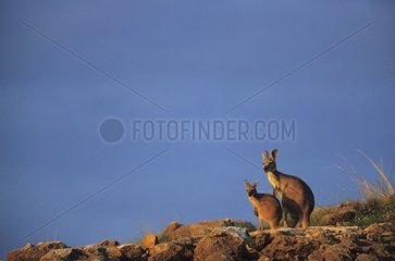 Mère et jeune de Kangourou Euro de l'Ouest Australie