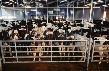 Prim'holstein -Kühe im Wartebereich  bevor Frankreich behandelt wird